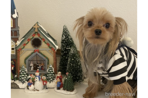 販売中のヨークシャーテリアの親犬